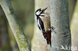 Grote Bonte Specht (Dendrocopos major)