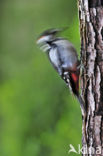 Grote Bonte Specht (Dendrocopos major)