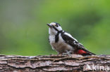 Great Spotted Woodpecker (Dendrocopos major)
