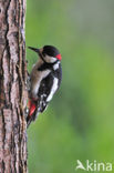 Great Spotted Woodpecker (Dendrocopos major)
