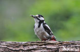Great Spotted Woodpecker (Dendrocopos major)