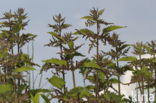 Stinging Nettle (Urtica dioica)