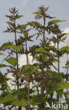 Stinging Nettle (Urtica dioica)