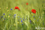 Grote klaproos (Papaver rhoeas)