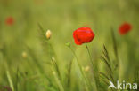 Field Poppy (Papaver rhoeas)