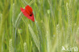 Grote klaproos (Papaver rhoeas)