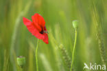 Field Poppy (Papaver rhoeas)