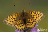 Grote parelmoervlinder (Argynnis aglaja) 