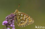 Grote parelmoervlinder (Argynnis aglaja) 