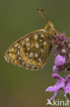 Dark Green Fritillary (Argynnis aglaja)