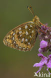 Grote parelmoervlinder (Argynnis aglaja) 