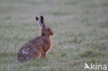 Brown Hare (Lepus europaeus)