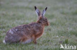 Brown Hare (Lepus europaeus)