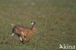 Brown Hare (Lepus europaeus)