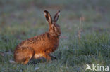 Brown Hare (Lepus europaeus)