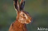 Brown Hare (Lepus europaeus)