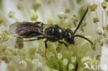 Halfglanzende Groefbij (Lasioglossum semilucens)