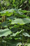 Sacred lotus (Nelumbo nucifera)