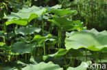 Sacred lotus (Nelumbo nucifera)