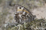 Grayling (Hipparchia semele)