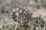 Grayling (Hipparchia semele)