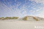 Marram (Ammophila arenaria)