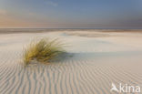 Marram (Ammophila arenaria)