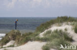 Marram (Ammophila arenaria)