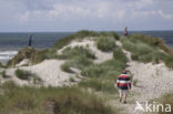 Marram (Ammophila arenaria)