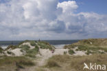 Marram (Ammophila arenaria)