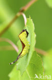 Puss Moth (Cerura vinula)