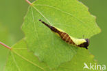 Hermelijnvlinder (Cerura vinula)