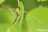 Hermelijnvlinder (Cerura vinula)