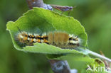 Hoekstipvlinder (Orgyia recens)