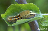 Hoekstipvlinder (Orgyia recens)