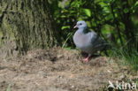 Stock Dove (Columba oenas)
