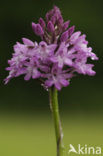 Pyramidal Orchid (Anacamptis pyramidalis)