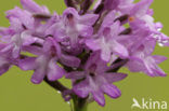 Pyramidal Orchid (Anacamptis pyramidalis)