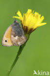 Hooibeestje (Coenonympha pamphilus)