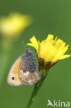 Hooibeestje (Coenonympha pamphilus)