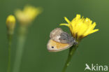 Hooibeestje (Coenonympha pamphilus)