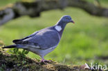 Houtduif (Columba palumbus)