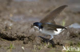 Common House-Martin (Delichon urbicum)