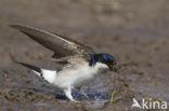 Common House-Martin (Delichon urbicum)