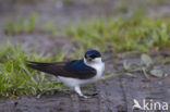 Common House-Martin (Delichon urbicum)