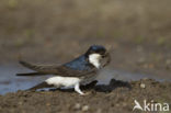 Common House-Martin (Delichon urbicum)