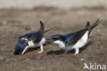 Common House-Martin (Delichon urbicum)