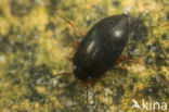 Hydroporus discretus