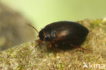 Hydroporus longulus