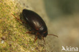 Hydroporus longulus